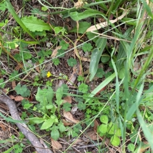 Oxalis thompsoniae at Red Hill Nature Reserve - 29 Dec 2023