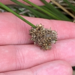 Juncus filicaulis (Thread Rush) at Red Hill Nature Reserve - 29 Dec 2023 by Tapirlord