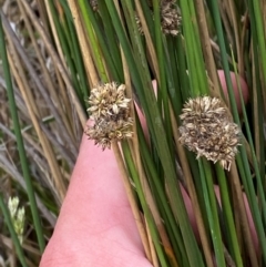 Juncus filicaulis at Red Hill Nature Reserve - 29 Dec 2023