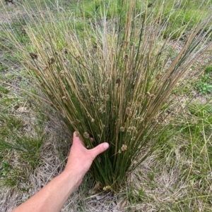 Juncus filicaulis at Red Hill Nature Reserve - 29 Dec 2023