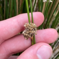 Juncus filicaulis at Red Hill Nature Reserve - 29 Dec 2023