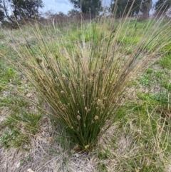 Juncus filicaulis at Red Hill Nature Reserve - 29 Dec 2023