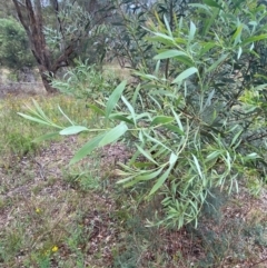Acacia rubida (Red-stemmed Wattle, Red-leaved Wattle) at Red Hill Nature Reserve - 29 Dec 2023 by Tapirlord