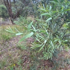 Acacia rubida (Red-stemmed Wattle, Red-leaved Wattle) at Deakin, ACT - 29 Dec 2023 by Tapirlord