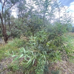 Acacia rubida at Red Hill Nature Reserve - 29 Dec 2023 03:21 PM