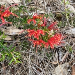 Grevillea juniperina subsp. fortis (Grevillea) at Red Hill Nature Reserve - 29 Dec 2023 by Tapirlord