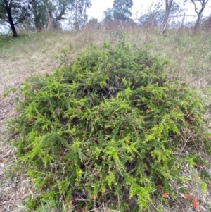 Grevillea juniperina subsp. fortis at Red Hill Nature Reserve - 29 Dec 2023