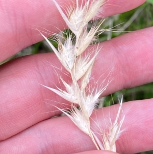 Rytidosperma caespitosum at Red Hill Nature Reserve - 29 Dec 2023