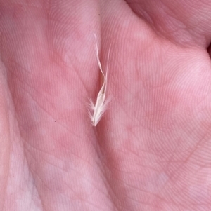 Rytidosperma caespitosum at Red Hill Nature Reserve - 29 Dec 2023 03:19 PM