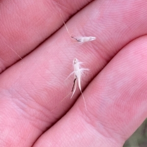 Rytidosperma caespitosum at Red Hill Nature Reserve - 29 Dec 2023 03:19 PM