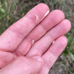 Rytidosperma caespitosum at Red Hill Nature Reserve - 29 Dec 2023