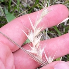 Rytidosperma caespitosum at Red Hill Nature Reserve - 29 Dec 2023 03:19 PM