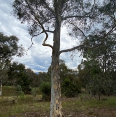 Eucalyptus mannifera subsp. mannifera (Brittle Gum) at Deakin, ACT - 29 Dec 2023 by Tapirlord