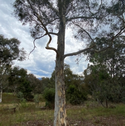 Eucalyptus mannifera subsp. mannifera (Brittle Gum) at Red Hill Nature Reserve - 29 Dec 2023 by Tapirlord