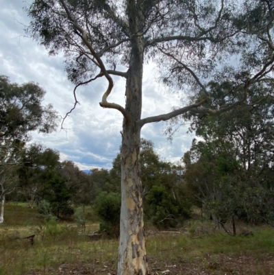 Eucalyptus mannifera subsp. mannifera (Brittle Gum) at Deakin, ACT - 29 Dec 2023 by Tapirlord