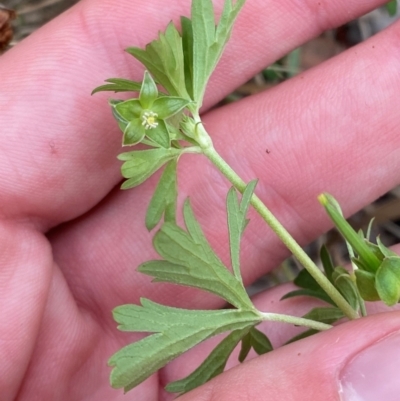 Geranium sp. Pleated sepals (D.E.Albrecht 4707) Vic. Herbarium at Red Hill Nature Reserve - 29 Dec 2023 by Tapirlord