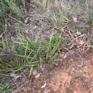 Dianella revoluta var. revoluta at Red Hill Nature Reserve - 29 Dec 2023