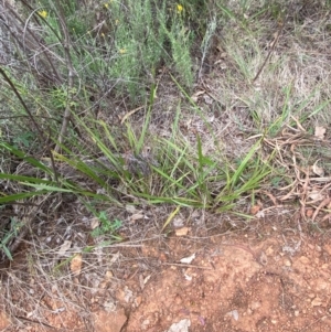 Dianella revoluta var. revoluta at Red Hill Nature Reserve - 29 Dec 2023