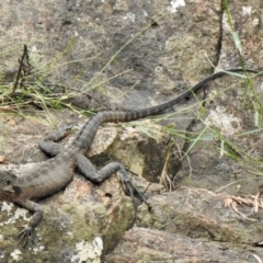 Intellagama lesueurii (Australian Water Dragon) at Mittagong - 8 Feb 2024 by GlossyGal