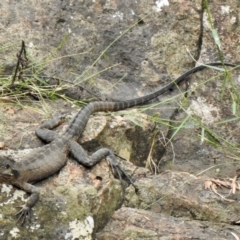 Intellagama lesueurii (Australian Water Dragon) at Mittagong - 7 Feb 2024 by GlossyGal