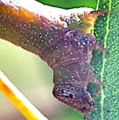 Geometridae (family) IMMATURE (Unidentified IMMATURE Geometer moths) at Mulligans Flat - 3 Feb 2024 by betchern0t