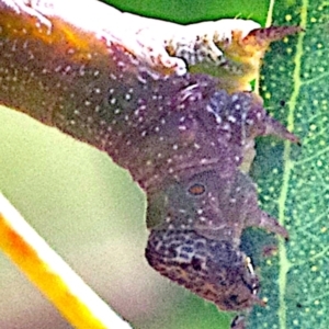 Geometridae (family) IMMATURE at Mulligans Flat - 4 Feb 2024