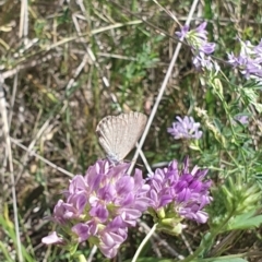 Zizina otis (Common Grass-Blue) at Mawson, ACT - 7 Feb 2024 by ChrisBenwah