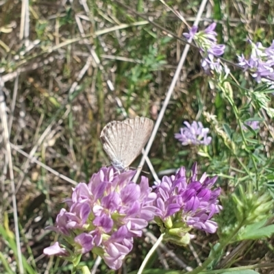 Zizina otis (Common Grass-Blue) at Debenham St Pedestrian Parkland (DBP) - 7 Feb 2024 by ChrisBenwah