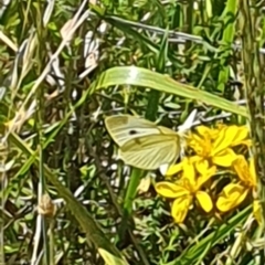 Pieris rapae (Cabbage White) at Debenham St Pedestrian Parkland (DBP) - 7 Feb 2024 by ChrisBenwah