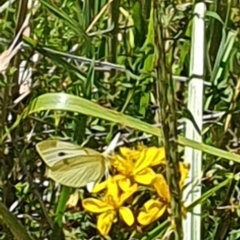 Pieris rapae at Debenham St Pedestrian Parkland (DBP) - 7 Feb 2024 02:45 PM