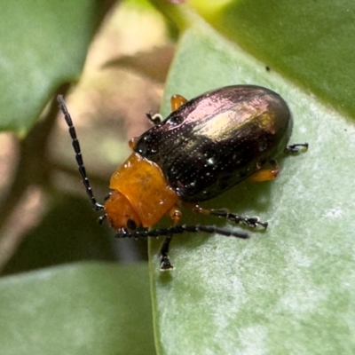 Adoxia benallae (Leaf beetle) at Macquarie Pass - 7 Feb 2024 by GlossyGal