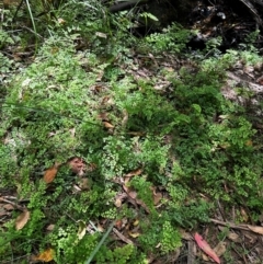 Adiantum aethiopicum (Common Maidenhair Fern) at Uriarra Village, ACT - 8 Feb 2024 by Rebeccaryanactgov