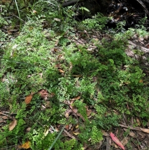 Adiantum aethiopicum at Uriarra Village, ACT - 8 Feb 2024