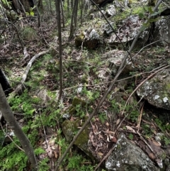 Adiantum aethiopicum at Uriarra Village, ACT - 8 Feb 2024