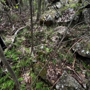 Adiantum aethiopicum at Uriarra Village, ACT - suppressed