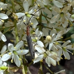 Syllitus rectus (Longhorn beetle) at Uriarra Village, ACT - 8 Feb 2024 by Pirom