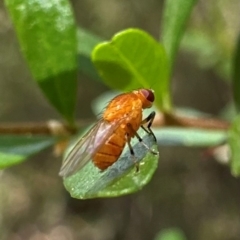 Drosophila sp. (genus) at Cotter Reserve - 8 Feb 2024 by Pirom