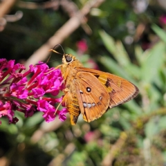 Trapezites symmomus (Splendid Ochre) at QPRC LGA - 7 Feb 2024 by MatthewFrawley