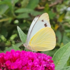 Appias paulina (Yellow Albatross) at QPRC LGA - 8 Feb 2024 by MatthewFrawley