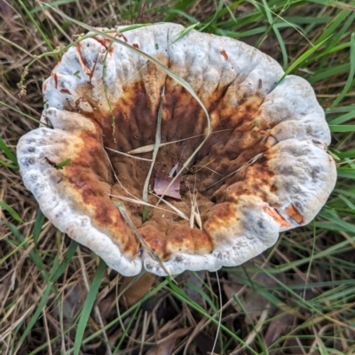 Sanguinoderma rude (Red-staining Stalked Polypore) at The Pinnacle - 7 Feb 2024 by CattleDog