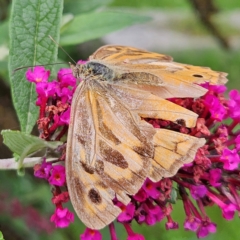 Heteronympha merope (Common Brown Butterfly) at QPRC LGA - 7 Feb 2024 by MatthewFrawley