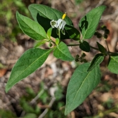 Solanum chenopodioides (Whitetip Nightshade) at The Pinnacle - 8 Feb 2024 by CattleDog