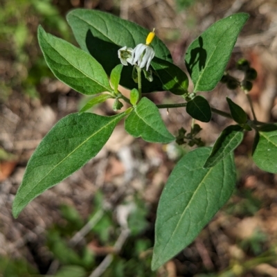 Solanum chenopodioides (Whitetip Nightshade) at Hawker, ACT - 7 Feb 2024 by CattleDog