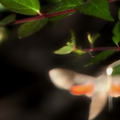 Sphingidae (unidentified species) at Chisholm, ACT - 6 Feb 2024 by RomanSoroka