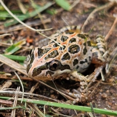 Limnodynastes tasmaniensis (Spotted Grass Frog) at QPRC LGA - 8 Feb 2024 by MatthewFrawley