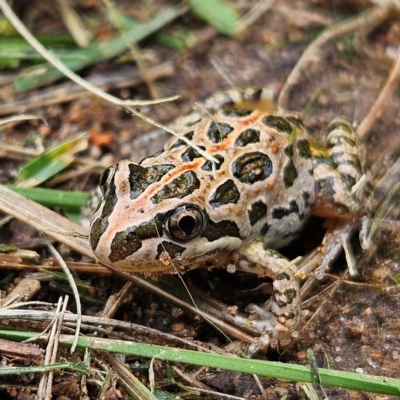 Limnodynastes tasmaniensis (Spotted Grass Frog) at QPRC LGA - 8 Feb 2024 by MatthewFrawley