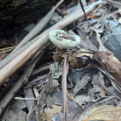 Sanguinoderma rude at Tidbinbilla Nature Reserve - 8 Feb 2024