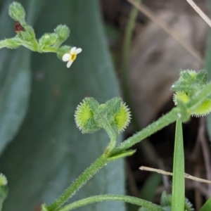 Hackelia suaveolens at The Pinnacle - 8 Feb 2024