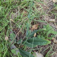 Hackelia suaveolens at The Pinnacle - 8 Feb 2024