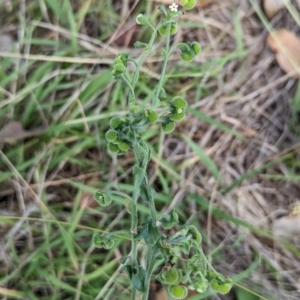 Hackelia suaveolens at The Pinnacle - 8 Feb 2024